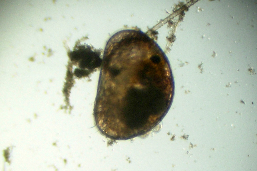 Ostracodi  [ Cypria sp. ]